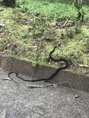 Chironius grandisquamis