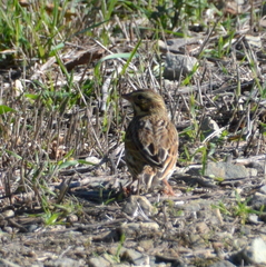 Passerculus sandwichensis