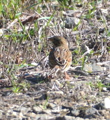 Passerculus sandwichensis