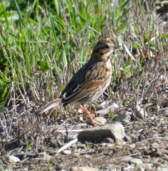 Passerculus sandwichensis