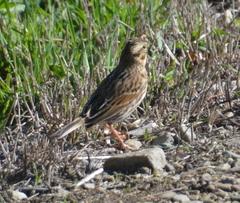 Passerculus sandwichensis