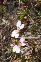 Stylidium pingrupense
