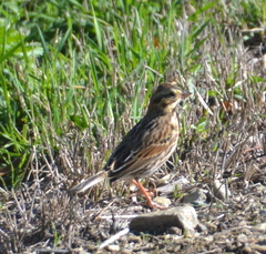 Passerculus sandwichensis