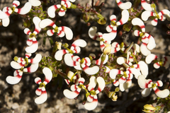 Stylidium involucratum
