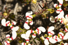 Stylidium involucratum