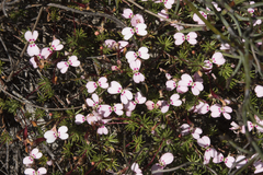 Stylidium pingrupense