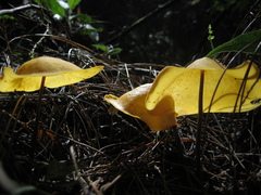 Hymenogloea papyracea