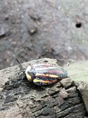 Rochaina mexicana