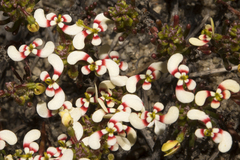 Stylidium involucratum