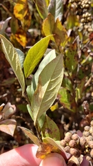 Lyonia ligustrina