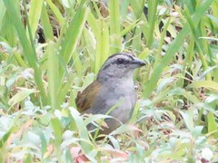 Arremonops conirostris