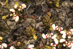 Stylidium involucratum