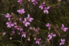 Stylidium leptophyllum