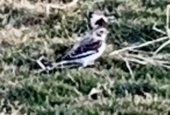 Plectrophenax nivalis