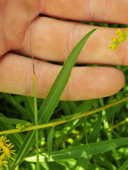 Solidago tortifolia