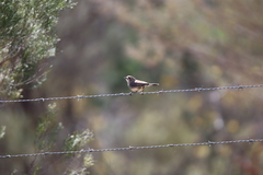 Aphelocephala leucopsis