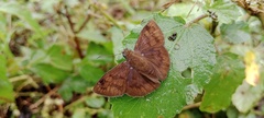 Nisoniades