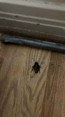 Periplaneta fuliginosa