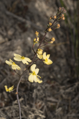 Stylidium spathulatum