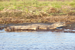 Caiman yacare