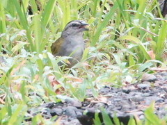 Arremonops conirostris