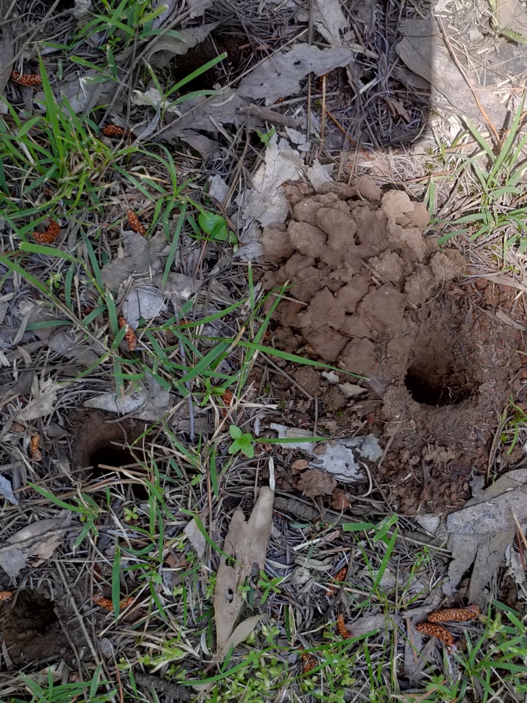 Australian Burrowing Crayfishes from Red Hill South VIC 3937, Australia ...