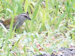 Arremonops conirostris