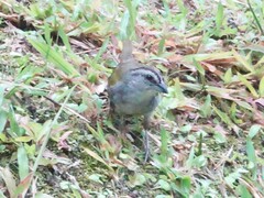 Arremonops conirostris