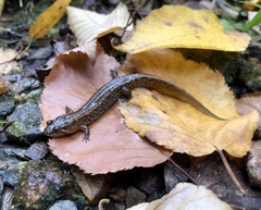 Desmognathus planiceps
