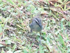 Arremonops conirostris