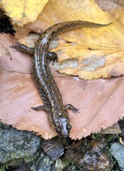 Desmognathus planiceps
