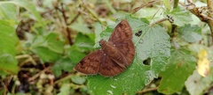 Nisoniades