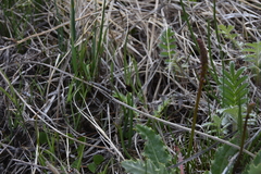 Schoenoplectus pungens