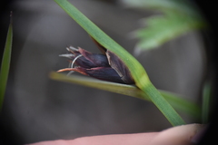 Schoenoplectus pungens