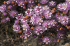 Verticordia insignis compta