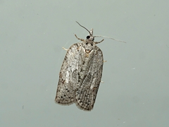 Isotenes miserana