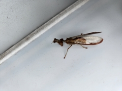 Mantispidae