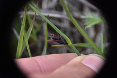 Schoenoplectus pungens