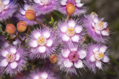 Verticordia insignis compta