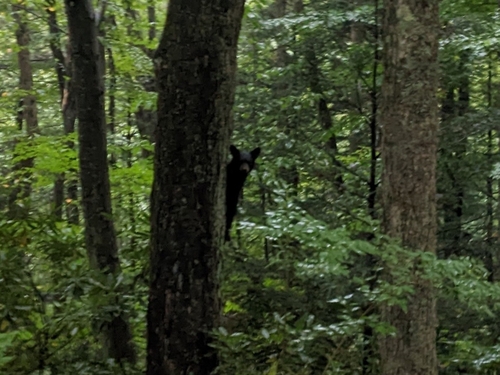 American Black Bear photographed in Maryland