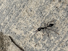 Myrmecia