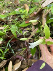 Clematis aristata