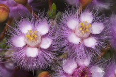 Verticordia insignis compta