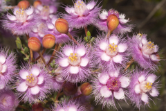 Verticordia insignis compta