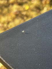 Macrosiphum euphorbiae