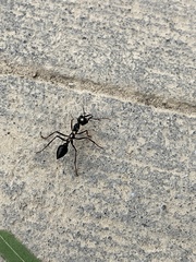 Myrmecia
