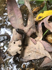 Desmognathus kanawha