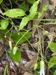 Clematis glycinoides