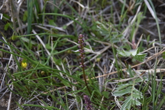 Triglochin maritima