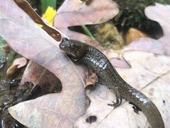 Desmognathus kanawha